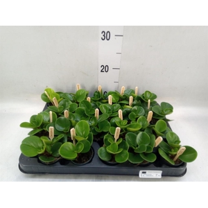 Peperomia obt. 'Green Gold'