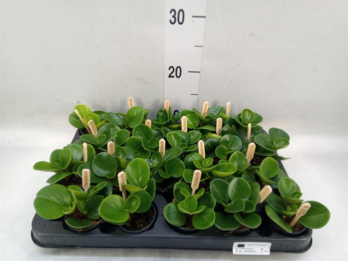 <h4>Peperomia obt. 'Green Gold'</h4>