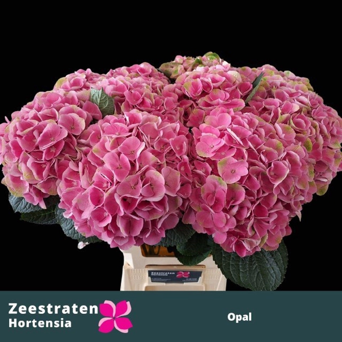 <h4>HYDRANGEA  'MAGICAL OPAL'</h4>