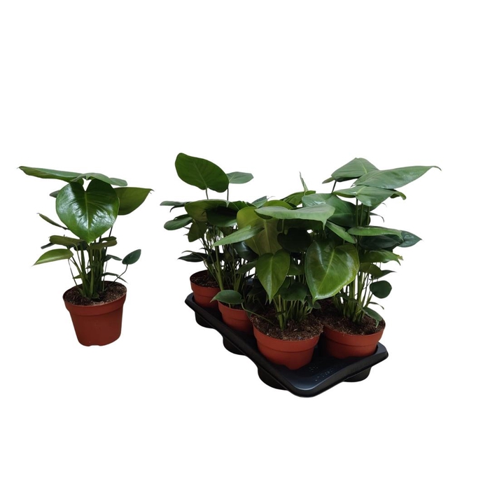 <h4>MONSTERA DELICIOSA</h4>