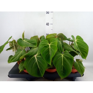 Philodendron gloriosum