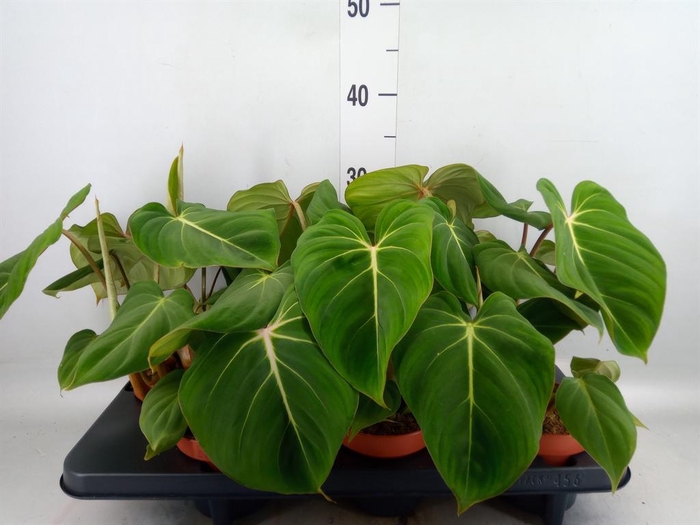 <h4>Philodendron gloriosum</h4>