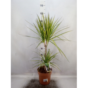 Dracaena marg. 'Sunray'