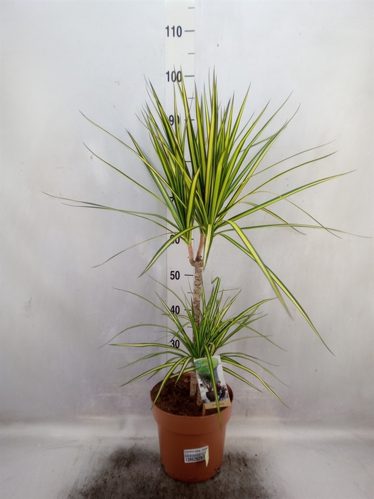 Dracaena marg. 'Sunray'