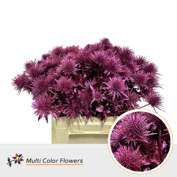 <h4>Eryngium Metallic Erica</h4>