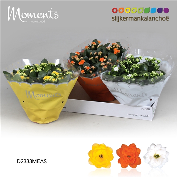 <h4>Kalanchoe Moments - Easter Moments</h4>