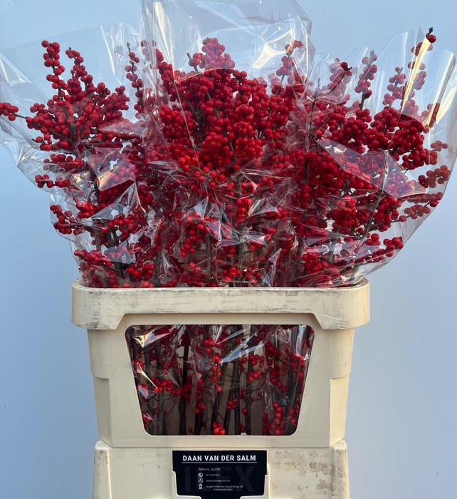 <h4>ILEX VE OOSTERWIJK</h4>