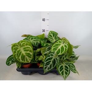 Anthurium   ...