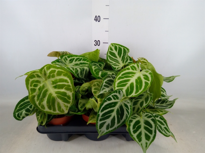 <h4>Anthurium   ...</h4>