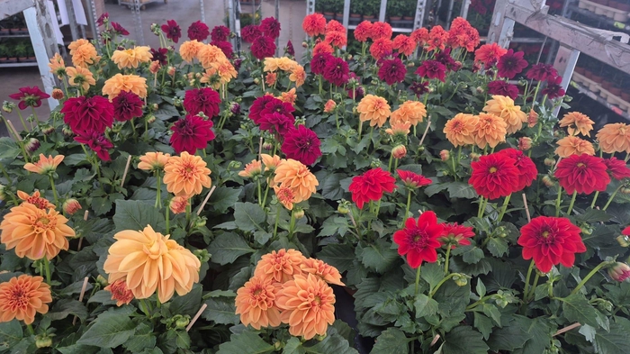 <h4>DAHLIA ROYAL GEM</h4>