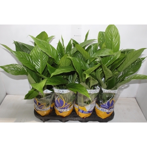 SPATHIPHYLLUM COM FLOR P15