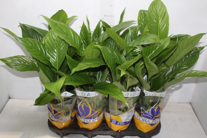 <h4>SPATHIPHYLLUM COM FLOR P15</h4>
