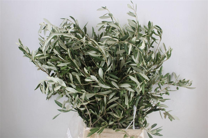 <h4>Olijf 300gr P Bunch</h4>