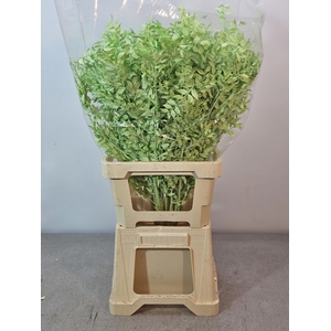 RUSCUS PRIK VERF MINT GROEN