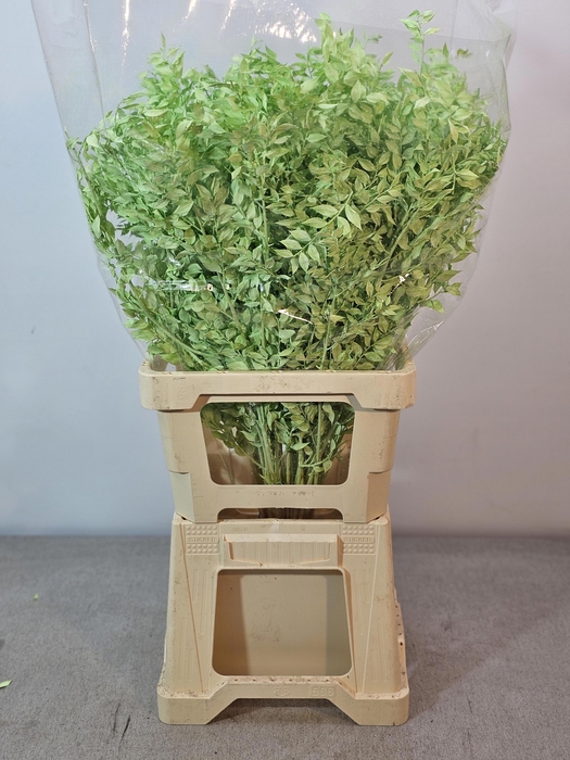 <h4>RUSCUS PRIK VERF MINT GROEN</h4>