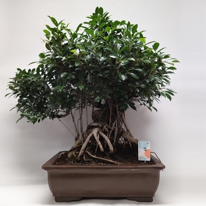 Ficus Retusa Bonsai 'Yixing' 60 cm