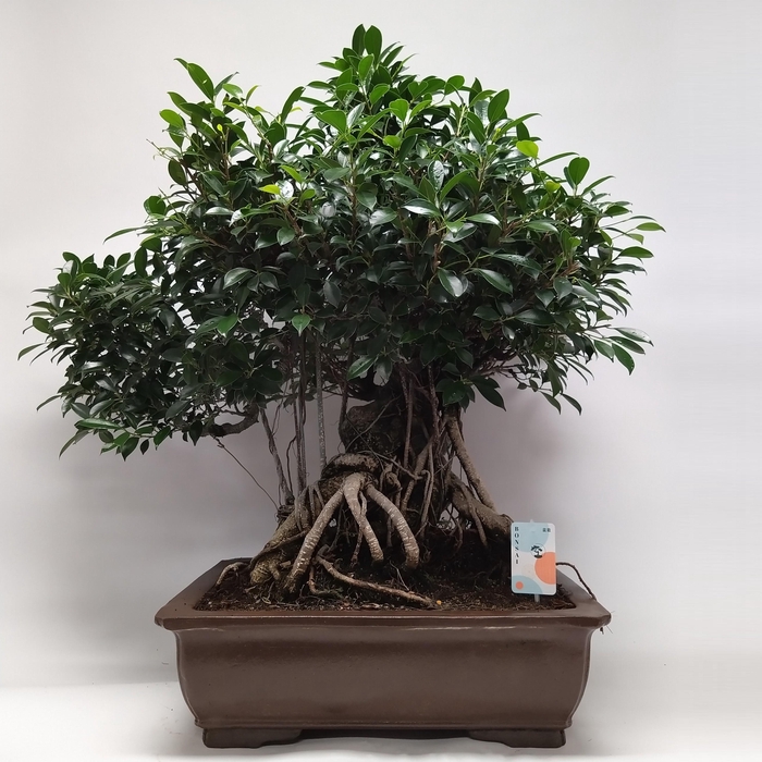 <h4>Ficus Retusa Bonsai 'Yixing' 60 cm</h4>