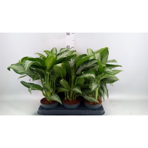 Aglaonema KB 'Jubilee'