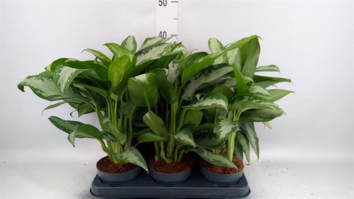 <h4>Aglaonema KB 'Jubilee'</h4>
