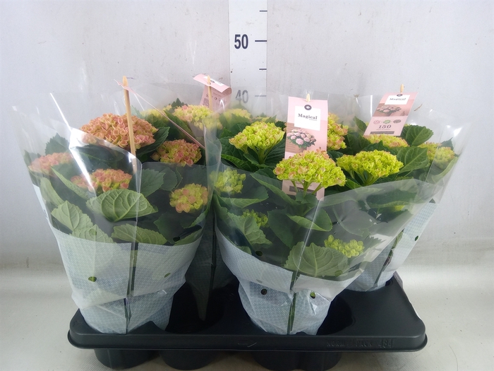 <h4>Hydrangea mac. 'Magical Revolution'</h4>