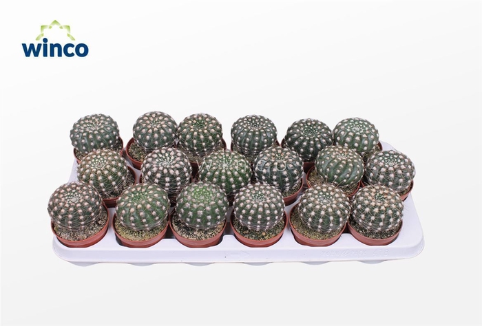 <h4>Notocactus Uebelmaniana</h4>