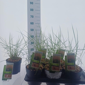 Miscanthus Adagio
