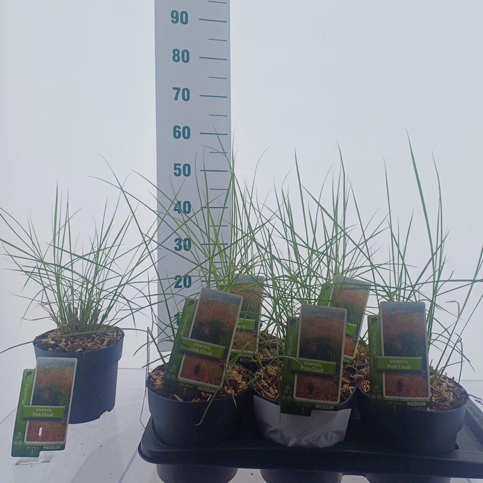 <h4>Miscanthus Adagio</h4>