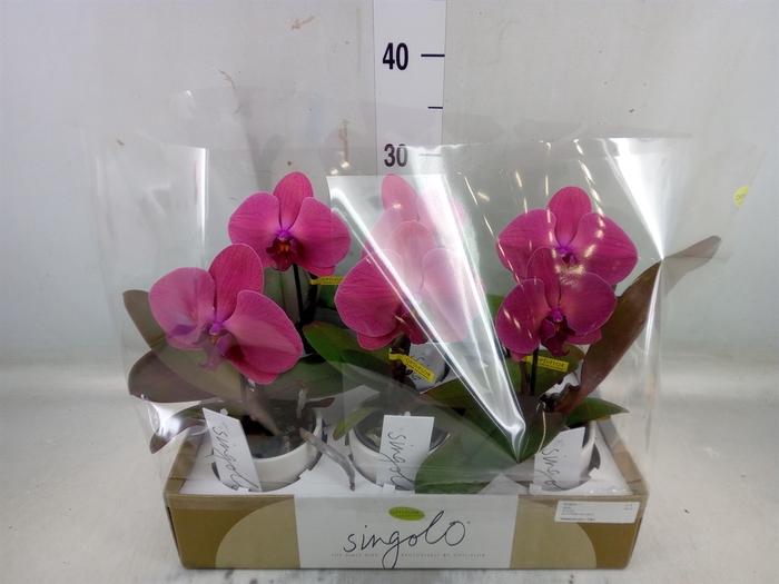 <h4>Phalaenopsis   ...lilac</h4>