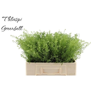 LEP RU GREEN BELL