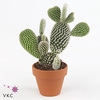 OPUNTIA MICRODASYS 'ALBISPINA' .