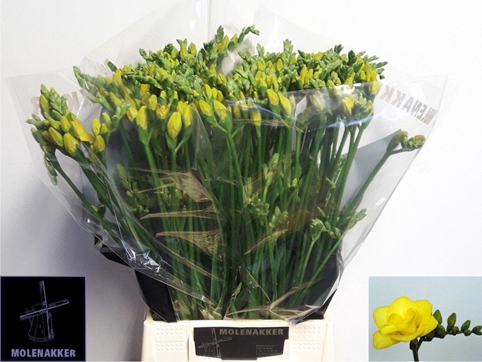 <h4>FR DU SOLEIL</h4>