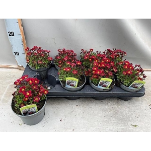 SAXIF AR TOUR DP RED