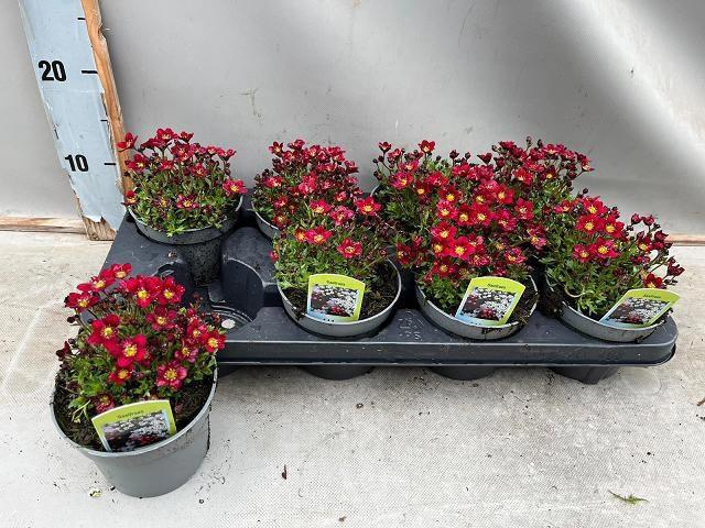 <h4>SAXIF AR TOUR DP RED</h4>