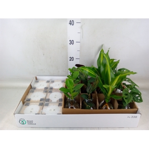 Planten  ..mix