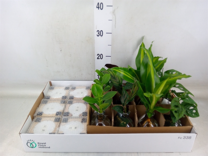 <h4>Planten  ..mix</h4>