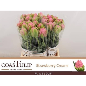 TU DUB STRAWBERRY TU DU STRAWBER CR