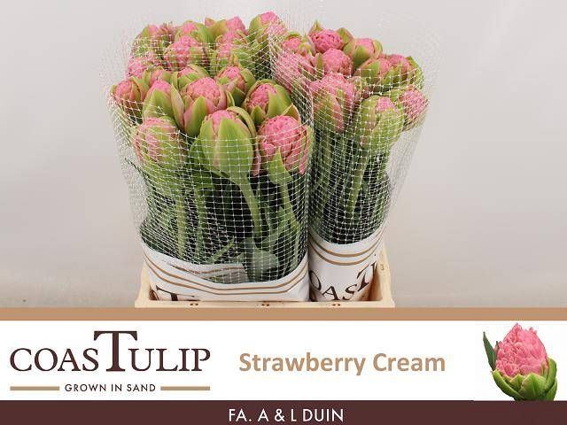 <h4>TU DUB STRAWBERRY TU DU STRAWBER CR</h4>