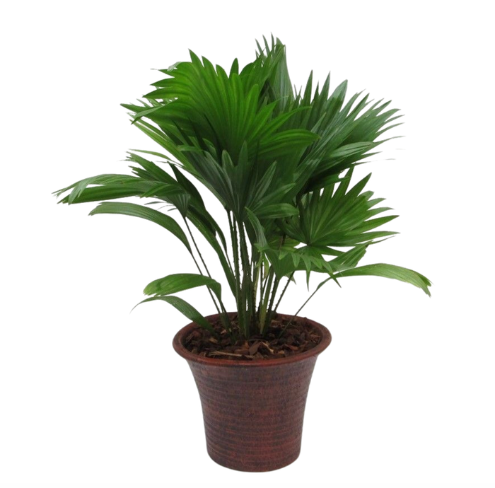 <h4>Livistona rotundifolia in hosta big bruin met schors</h4>