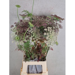 DAUCUS CAROTA