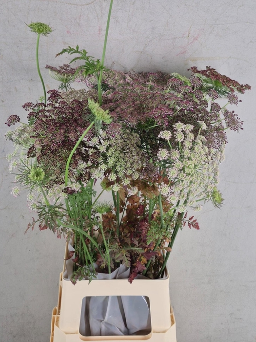 <h4>Daucus Carota Dara</h4>