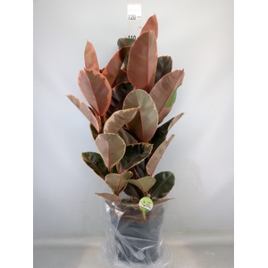 Ficus elastica 'Belize'