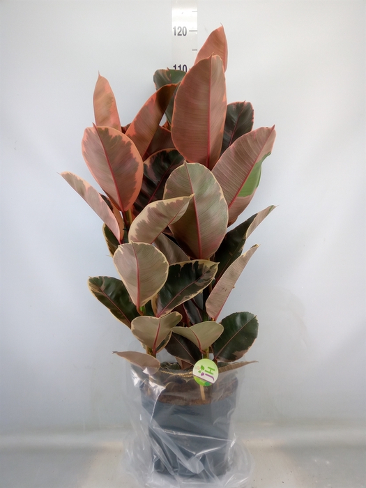 <h4>Ficus elastica 'Belize'</h4>