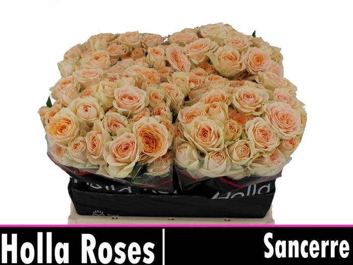 <h4>ROSA TR 'SANCERRE'</h4>