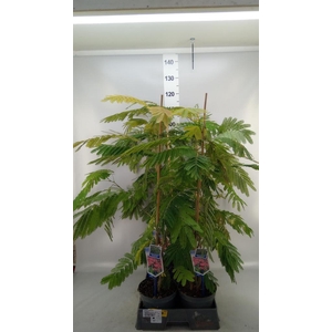 Albizia julibrissin