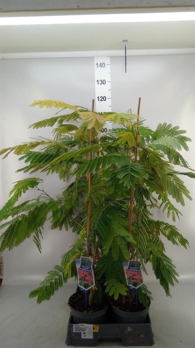 <h4>Albizia julibrissin</h4>