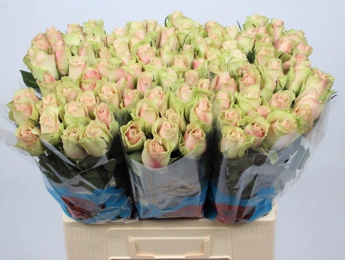 <h4>R GR LA BELLE</h4>