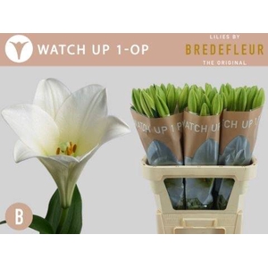 Li Lf Watch Up 1 Kop Bredefleur