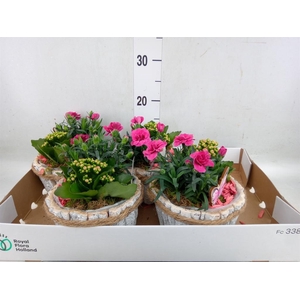 Arr.   Tuinplanten L%