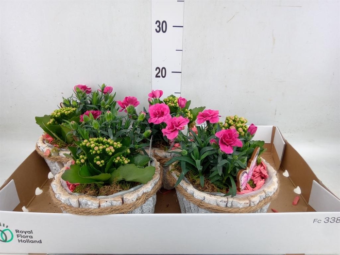 <h4>Arr.   Tuinplanten L%</h4>