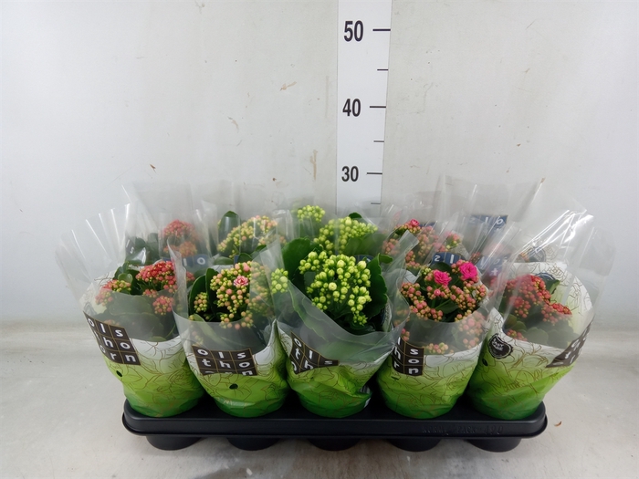 <h4>Kalanchoe blos.   ..rosebud mix  4</h4>